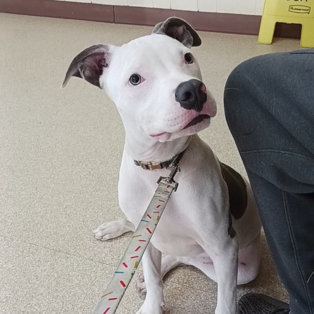 Meet your Posher, Rodney